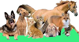 animali