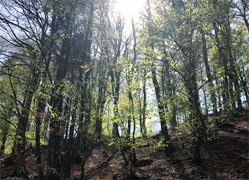  |  Sabato 13 luglio gara di Orienteering nel Bosco Urbano