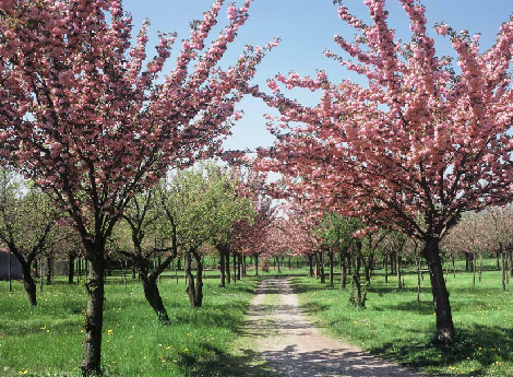 Lissone - Immagine bosco urbano