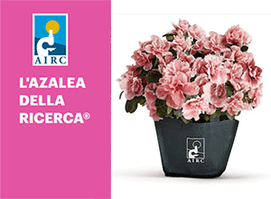 Comune di Lissone | icona "L'azalea della ricerca" AIRC 