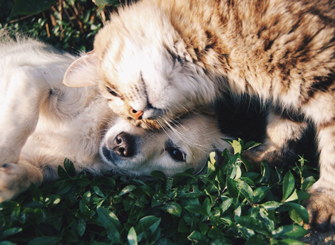 Immagine cane e gatto
