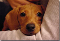 Foto cucciolo
