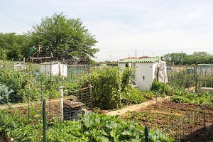 Lissone - Immagine orti urbani