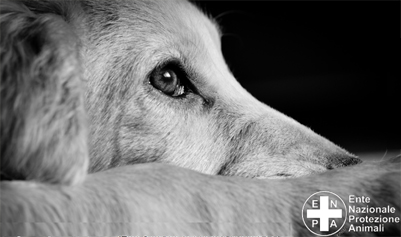 Lissone - particolare volantino Enpa con immagine di un cane 