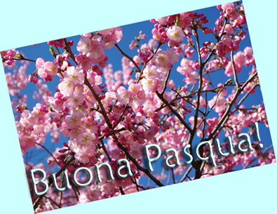 pruno in fiore 