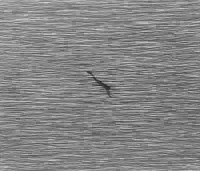   Premio Lissone 2005: "Senza titolo " 2005 - Matita su cotone, cm 90 x 103  