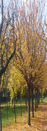 Fotografia di un Parco in autunno