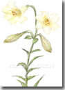 Miniatura stampa botanica Giglio
