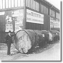 Lissone - Foto d'epoca con tronchi 