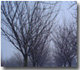 Icona con un particolare di una fotografia di un parco in inverno